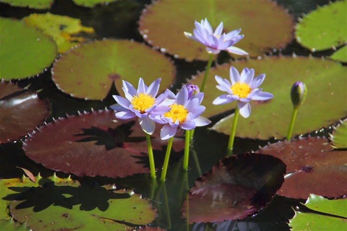 _800Mt Borradaile - Cooper Creek_5637_m